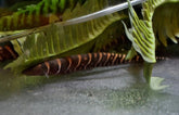Gymnotus Stenoleucus Mesvis Peru